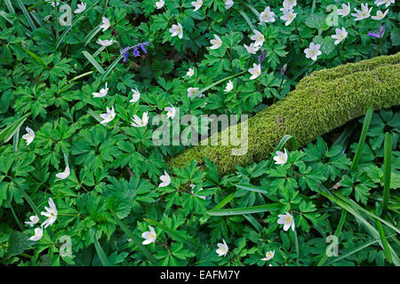 Holz-Anemonen und Glockenblumen wachsen auf dem Waldboden. Stockfoto