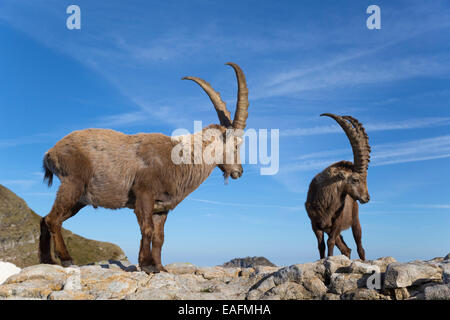 Alpine Capra Ibex Ibex zwei Männchen stehen rock Schweiz Stockfoto