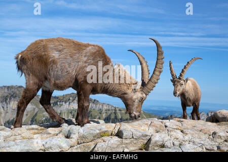 Alpine Capra Ibex Ibex zwei Männchen stehen rock Schweiz Stockfoto