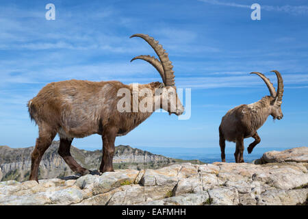 Alpine Capra Ibex Ibex zwei Männchen stehen rock Schweiz Stockfoto