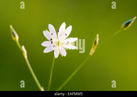 Grassleaf Hahnenfußgewächse gemeinsame Stitchwort Stellaria Graminea blühenden Stengel Deutschland Stockfoto