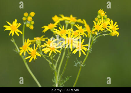 Gemeinsamen Kreuzkraut Jacobea Staggerwort Senecio Jacobaea Blumen Deutschland Stockfoto