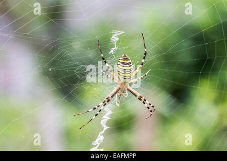 Spinne in einem Garten. Grenn und gelbe Linien Spinne Stockfoto