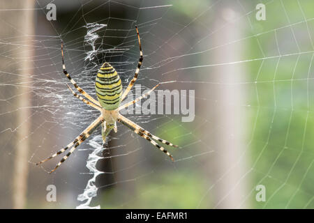 Spinne in einem Garten. Grenn und gelbe Linien Spinne Stockfoto