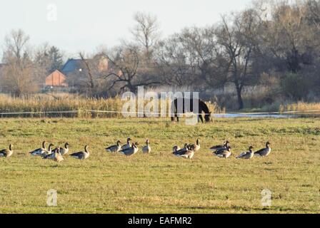 Graugänse (Anser anser), Sachsen - Anhalt, Deutschland Stockfoto