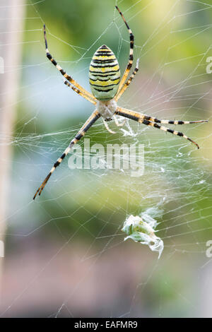 Spinne in einem Garten. Grenn und gelbe Linien Spinne Stockfoto