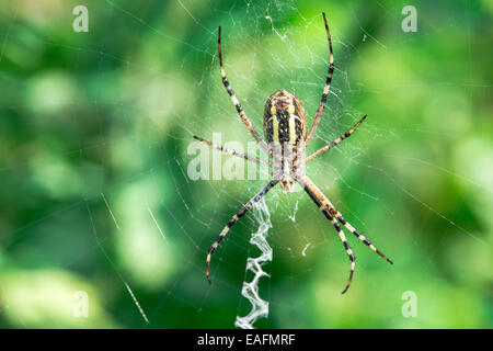 Spinne in einem Garten. Grenn und gelbe Linien Spinne Stockfoto