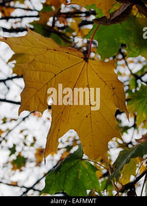 Eine vergilbte Herbst Blatt auf einen Maulbeerfeigenbaum, grüne Blätter verblassen in den Hintergrund. Stockfoto