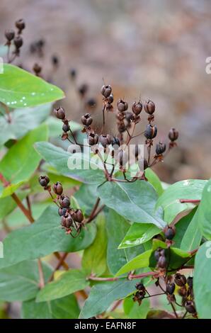 Tumsan (Hypericum androsaemum) Stockfoto