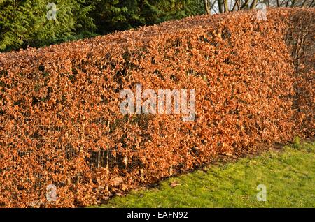 Gemeinsame Buche (Fagus sylvatica) Stockfoto