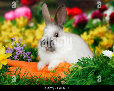 Netherland Dwarf Kaninchen Möhren Deutschland Stockfoto