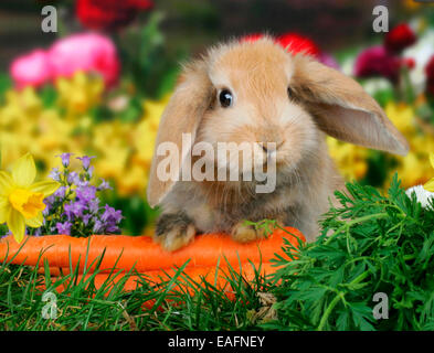 Netherland Dwarf Kaninchen Möhren Deutschland Stockfoto