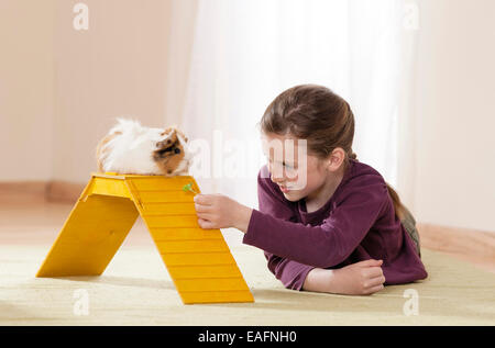 Abessinier Meerschweinchen Mädchen spielen Cavia Zimmer Deutschland Stockfoto