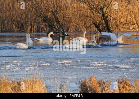 Gehören singschwan (Cygnus Cygnus) und Höckerschwäne (Cygnus olor), Nationalpark Unteres Odertal, Deutschland Stockfoto