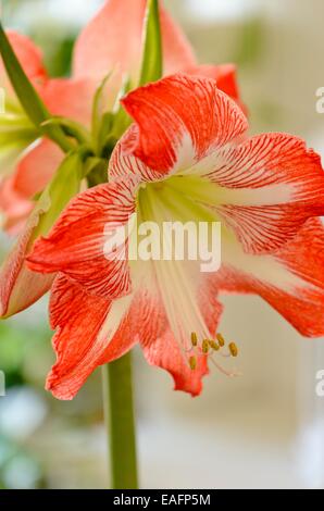 Amaryllis (Hippeastrum) Stockfoto