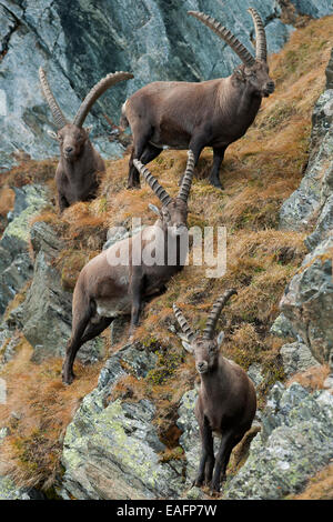 Alpensteinbock (Capra ibex). Vier Männer stehen auf Felsen Österreich Stockfoto