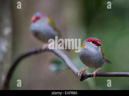 Rot-browed Finch (Neochmia Temporalis), Julatten, Queensland, Australien Stockfoto