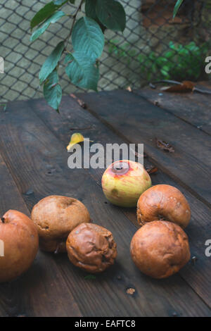 Faule Äpfel auf Holz. Tageslicht Stockfoto