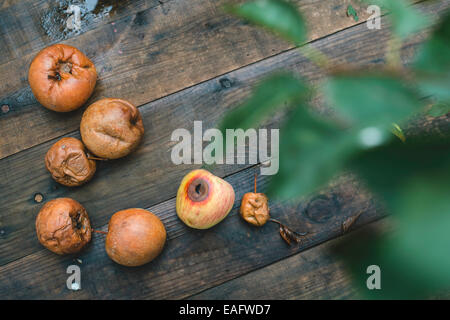 Faule Äpfel auf Holz. Tageslicht Stockfoto