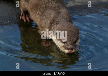 Asiatischen kurze Krallen Otter zu trinken und auf der Suche Warnung Stockfoto