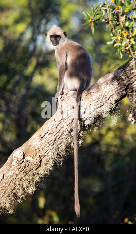 Sri Lanka-grau-Languren (Semnopithecus Entellus), Yala-Nationalpark, Sri Lanka Stockfoto