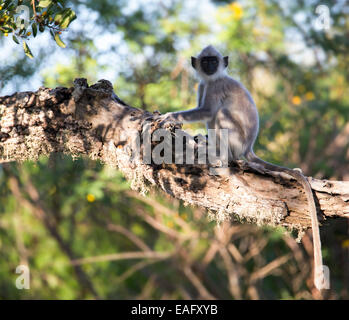 Juvenile Sri Lanka grau Languren (Semnopithecus Entellus), Yala-Nationalpark, Sri Lanka Stockfoto