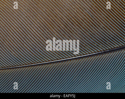 Abstrakte Makro einer Feder ein großer blauer Turaco (Corythaeola Cristata) Stockfoto