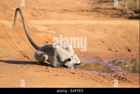 Sri Lanka-grau-Languren (Semnopithecus Entellus) trinken aus einer Pfütze in Yala Nationalpark in Sri Lanka Stockfoto