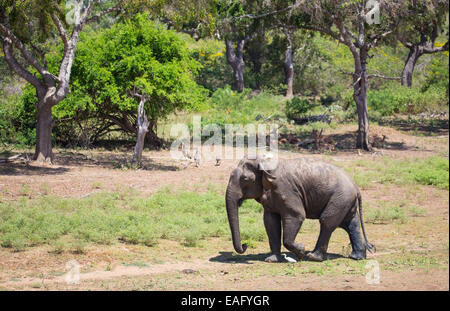 Bull Sri Lanka Elefant (Elephas Maximus Maximus) eine Unterart des asiatischen Elefanten, Yala-Nationalpark, Sri Lanka Stockfoto