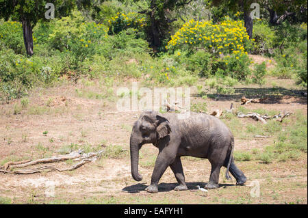 Bull Sri Lanka Elefant (Elephas Maximus Maximus) eine Unterart des asiatischen Elefanten, Yala-Nationalpark, Sri Lanka Stockfoto