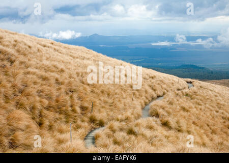 Öffentlichen Track an der Tongariro National Park, Neuseeland Stockfoto