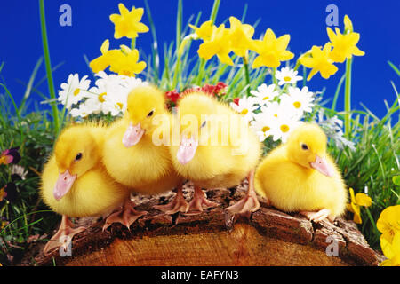 Vier Entenküken sitzen auf einem Baum in einer Wiese Stockfoto