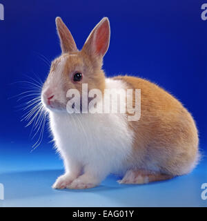 Zwerg-Kaninchen-Pygmäen vor blauem Hintergrund Stockfoto