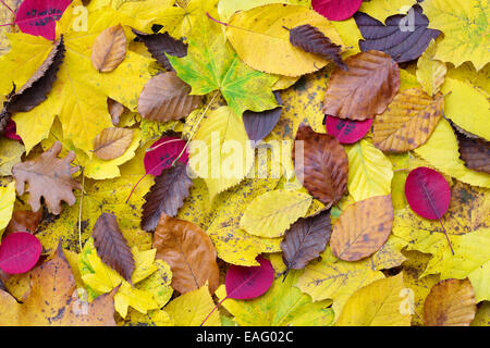 Zufällige Herbstlaub Stockfoto