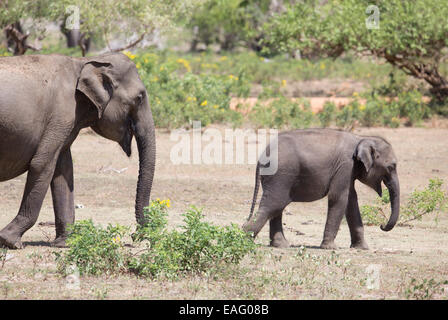 Mutter und juvenile Sri Lanka Elefant (Elephas Maximus Maximus) eine Unterart des asiatischen Elefanten, Yala-Nationalpark, Sri Lanka Stockfoto