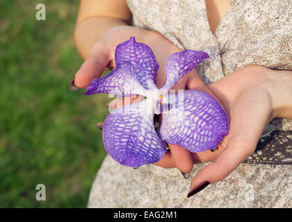 Orchidee Blume Vanda in den Händen Stockfoto