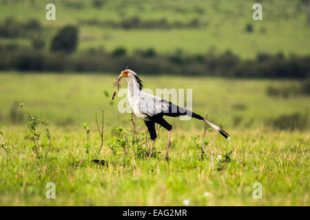Secretarybird oder Sekretär Vogel (Sagittarius Serpentarius) in der Savanne von Kenia, Afrika Stockfoto