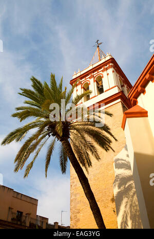 Dattelpalme Baum und Turm der Basilika De La Macarena, Bario Macerana, Sevilla, Spanien Stockfoto