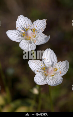 Marsh Grass von Parnassus / Northern Grass Parnassus / Moor-Star (Parnassia Palustris) in Blüte Stockfoto