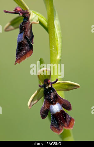 Orchidee (Ophrys Insectifera) in Blüte zu fliegen Stockfoto