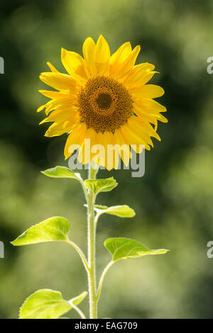 Natur-Landschaft mit gelben Sonnenblumen Closeup Stockfoto