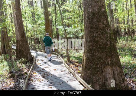 Ein Mann geht die Promenade Schleife schlängelt sich durch kahle Zypresse Bäume am Congaree Nationalpark, die größte intakte Weite des alten Flussniederung Laubwald im Südosten der Vereinigten Staaten in Columbia, South Carolina. Stockfoto
