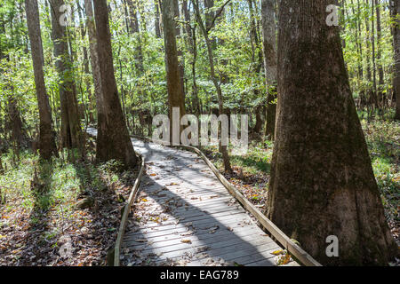 Die Strandpromenade Schleife schlängelt sich durch kahle Zypresse Bäume am Congaree Nationalpark, die größte intakte Weite des alten Flussniederung Laubwald im Südosten der Vereinigten Staaten in Columbia, South Carolina. Stockfoto