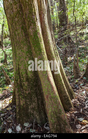 Kahle Zypresse im Congaree-Nationalpark, die größte intakte Weite des alten Flussniederung Laubwald im Südosten der Vereinigten Staaten in Columbia, South Carolina. Stockfoto