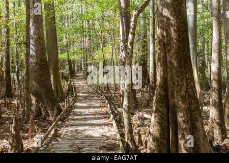 Die Strandpromenade Schleife schlängelt sich durch kahle Zypresse Bäume am Congaree Nationalpark, die größte intakte Weite des alten Flussniederung Laubwald im Südosten der Vereinigten Staaten in Columbia, South Carolina. Stockfoto