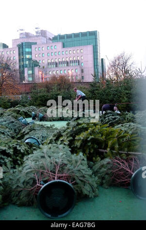 Vauxhall, London, UK. 14. November 2014. Arbeiter bauen Sie ein Weihnachtsbaum Labyrinth im Park von Vauxhall vor der legendären MI6 Bau Kredit: Rachel Megawhat/Alamy Live News Stockfoto