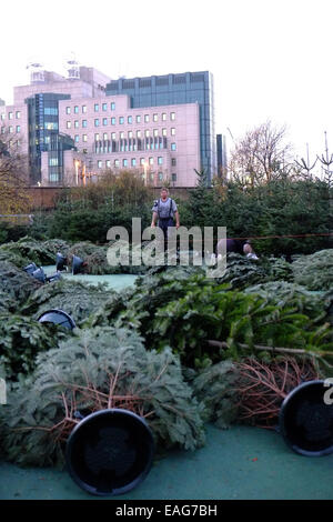 Vauxhall, London, UK. 14. November 2014. Arbeiter bauen Sie ein Weihnachtsbaum Labyrinth im Park von Vauxhall vor der legendären MI6 Bau Kredit: Rachel Megawhat/Alamy Live News Stockfoto