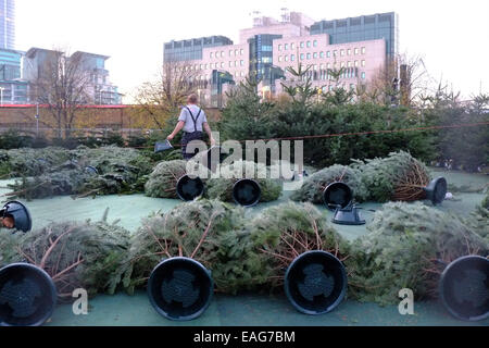 Vauxhall, London, UK. 14. November 2014. Arbeiter bauen Sie ein Weihnachtsbaum Labyrinth im Park von Vauxhall vor der legendären MI6 Bau Kredit: Rachel Megawhat/Alamy Live News Stockfoto