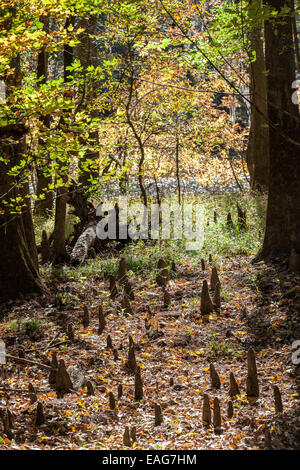 Sumpfzypresse Knie stoßen sich durch den Boden am Congaree Nationalpark, die größte intakte Weite des alten Flussniederung Laubwald im Südosten der Vereinigten Staaten in Columbia, South Carolina. Stockfoto