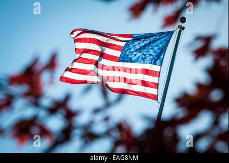 Majestätischen Blick auf sonnenbeschienenen Flagge entrollten vor einem strahlend blauen Himmel, wie durch einen Spalt zwischen tiefrote Belaubung zu sehen. Stockfoto